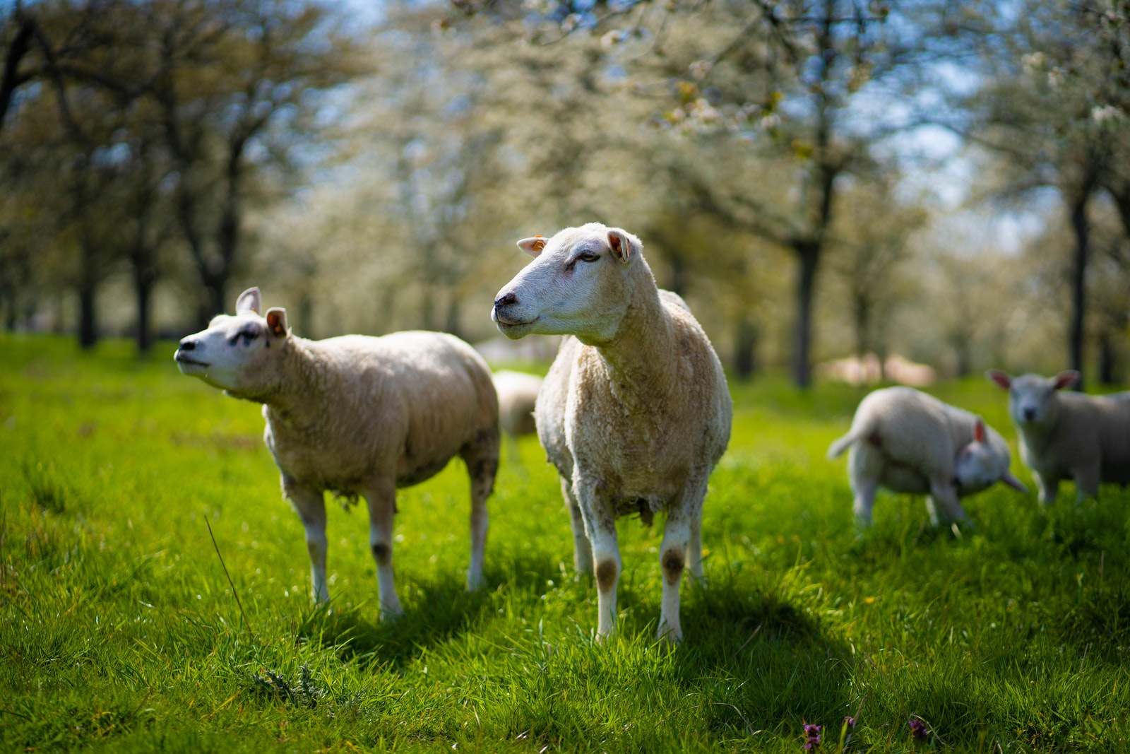white sheep on green grass field during daytime
