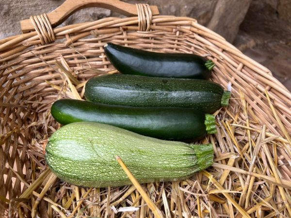 Courgettes longues