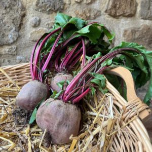 Betteraves primeurs