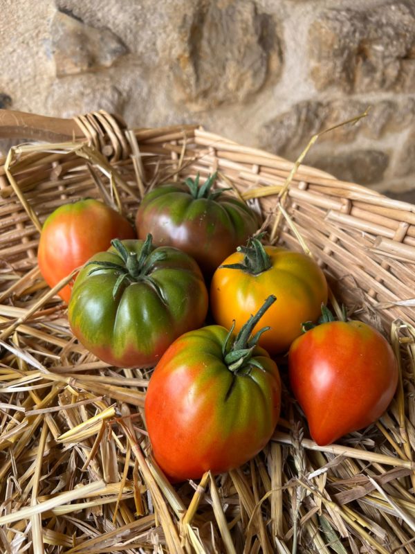 Tomates anciennes