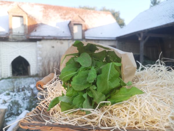 Roquette