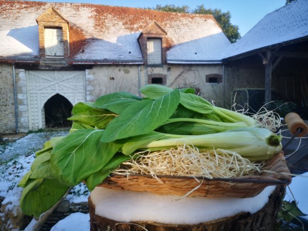 Chou Chinois Pak Choi