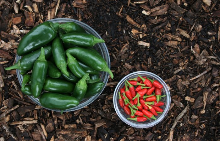 Permaculture